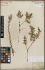 Foto von Salix repens subsp. rosmarinifolia (L.) Andersson